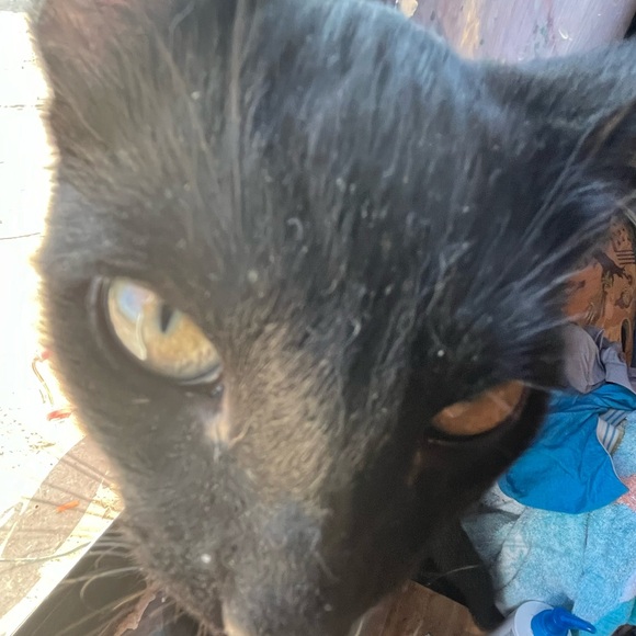 Meet your Posher, Daryin - Picture 1 of 1